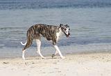 WHIPPET 314